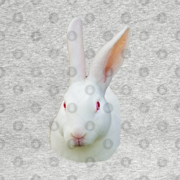 White rabbit by dalyndigaital2@gmail.com